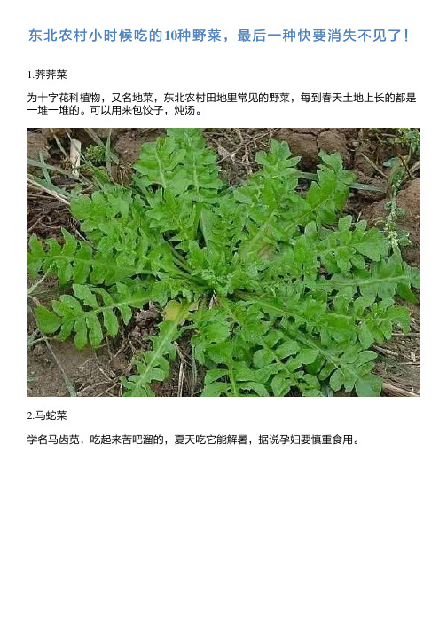 东北农村小时候吃的10种野菜,最后一种快要消失不见了!