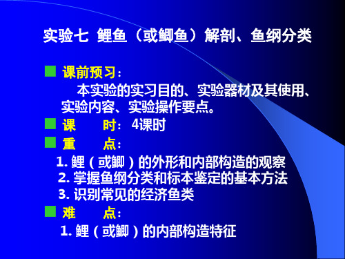 实验七 鲤鱼(或鲫鱼)解剖、鱼纲分类