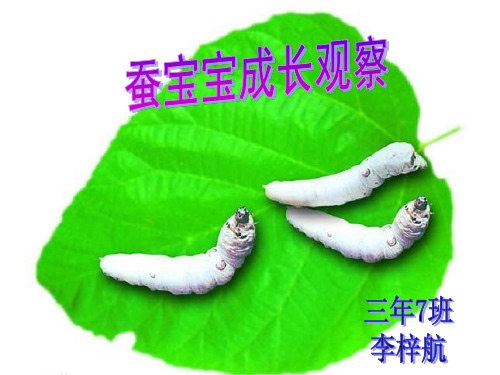 蚕宝宝成长观察日记——三年级