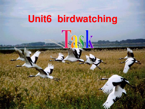 牛津译林版8A Unit6 birdwatching task课件(共14张PPT)综述