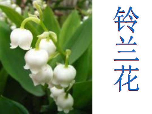 高二语文铃兰花(教学课件201909)