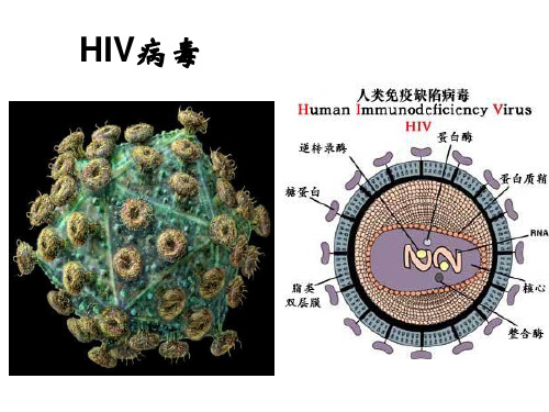 免疫系统与免疫功能(全章课件1)