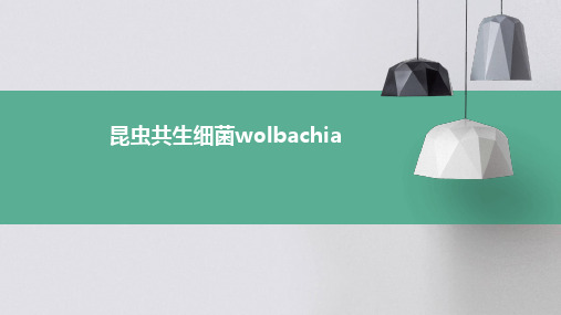 昆虫共生细菌Wolbachia