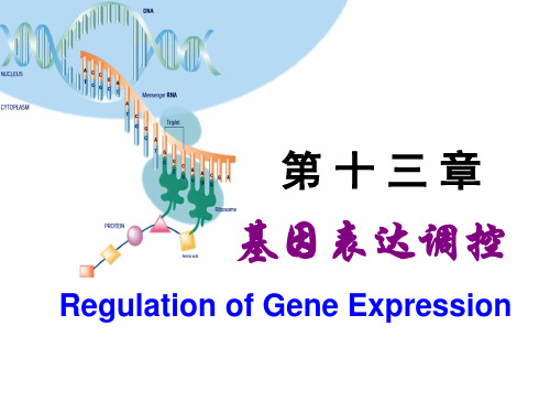 《生物化学》Chapter 13 基因表达调控