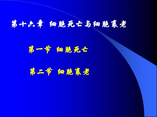 凋亡细胞组织转谷氨酰胺酶tTGtissueTransglutaminase积累并达到