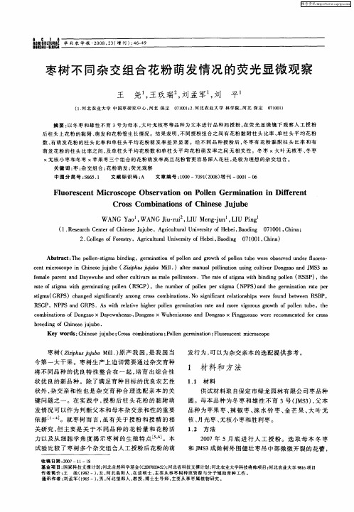 枣树不同杂交组合花粉萌发情况的荧光显微观察