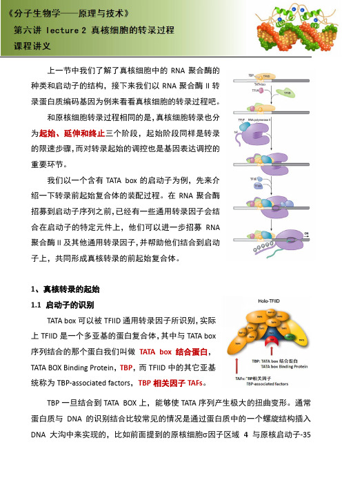 62第六讲_Lecture_2_真核细胞的转录过程-讲义R