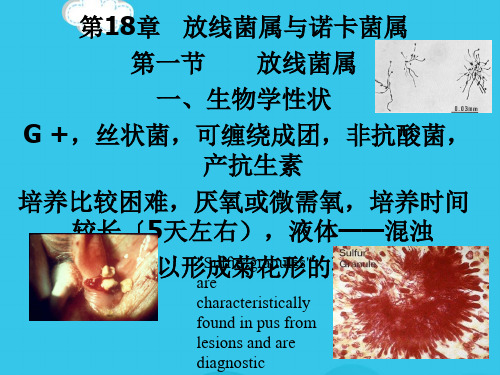 (优)医学微生物学第章放线菌属与诺卡菌属PPT资料