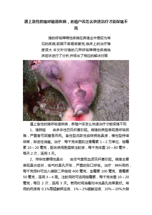 遇上急性的猪呼吸道疾病，养殖户该怎么快速治疗才能保猪不死