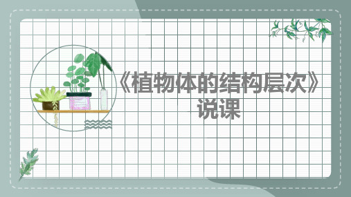 2.2.3植物体的结构层次+说课课件-2024--2025学年人教版生物七年级上册