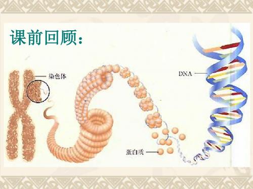 人类染色体与性别决定 PPT课件4 济南版