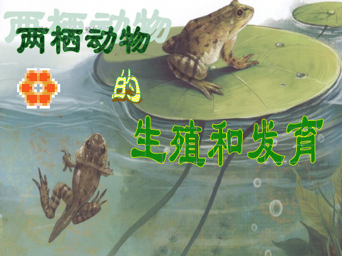 两栖动物的生殖和发育 课件 (上课用)