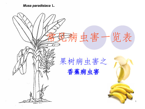 香蕉常见病虫害一览表PPT课件