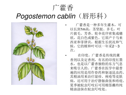 芳香植物资源2