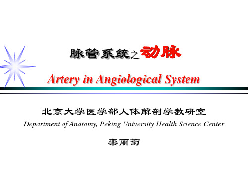 临床基础系统解剖学10-动脉、静脉、淋巴系统-14级新