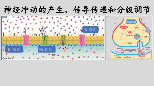 高考生物一轮复习：神经冲动的产生和传导,神经系统的分级调节