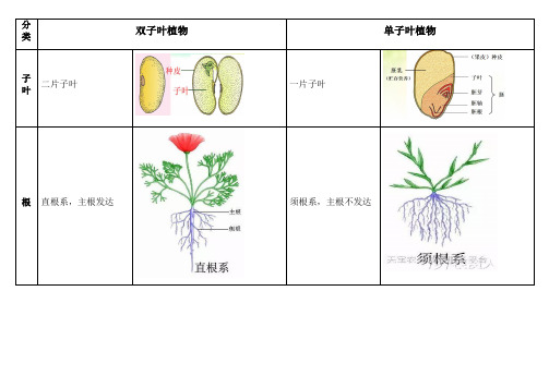 双子叶植物和单子叶植物的区别表