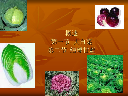 白菜类蔬菜(上课)PPT课件