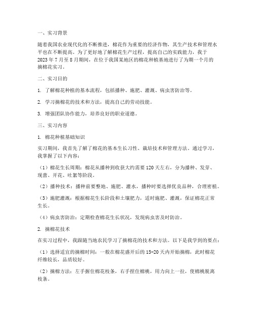 摘棉花实习报告