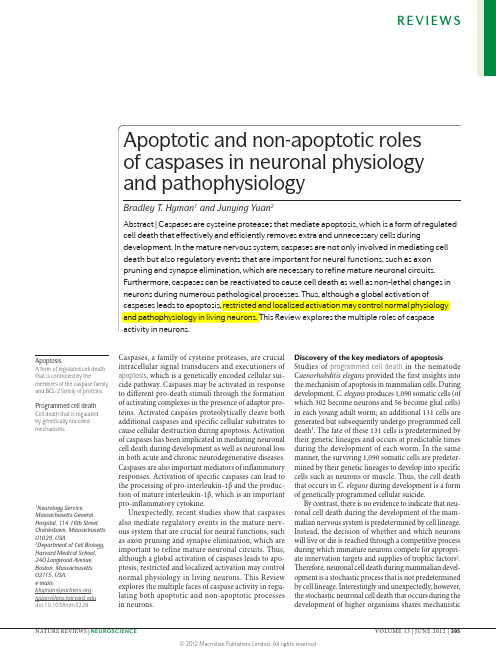 袁俊英细胞凋亡综述Apoptotic and nonapoptotic roles of caspases