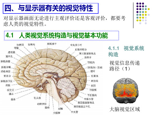 与显示有关的视觉特性