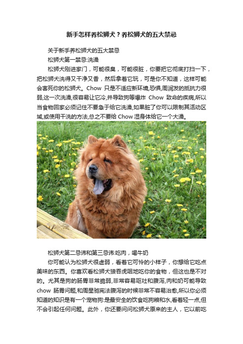 新手怎样养松狮犬？养松狮犬的五大禁忌