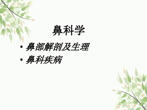 鼻部解剖知识.ppt