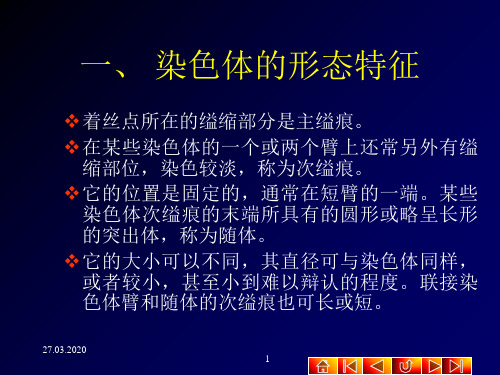 第二节染色体的数目和形态精品文档40页