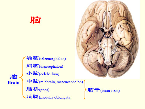 脑干(解剖)