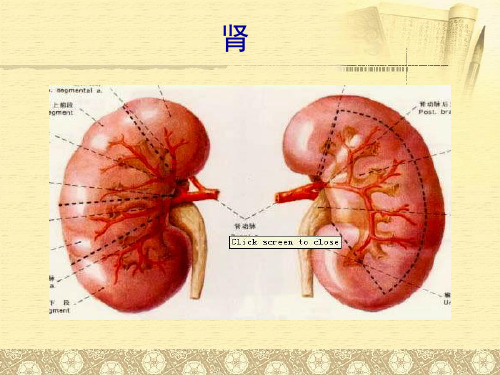 肾、六腑、奇恒之府