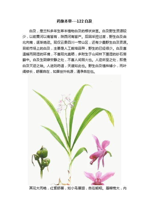 药象本草---122白及