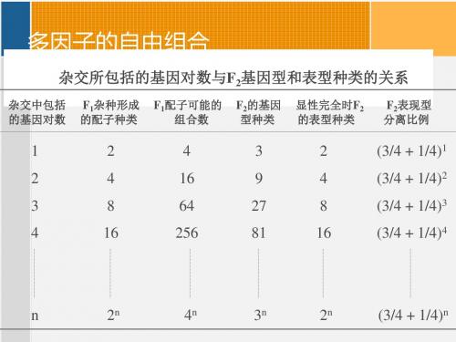 遗传学  ppt课件