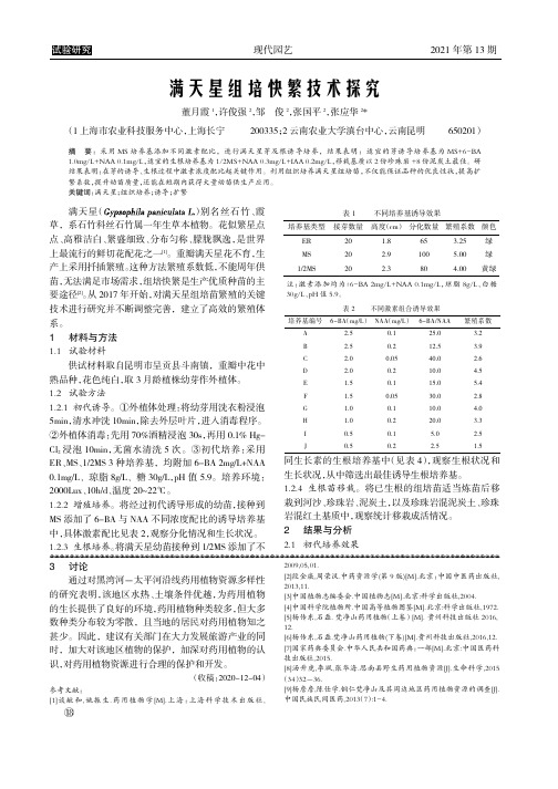 满天星组培快繁技术探究