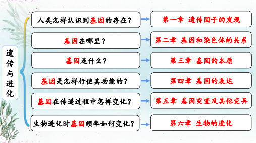 1-1孟德尔的豌豆杂交实验(一) (教学课件)——  高中生物学人教版(2019)必修二