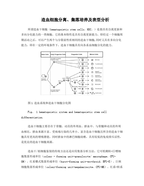 造血干细胞的提取