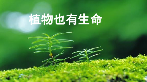 二年级生命安全教育4《植物也有生命》课件