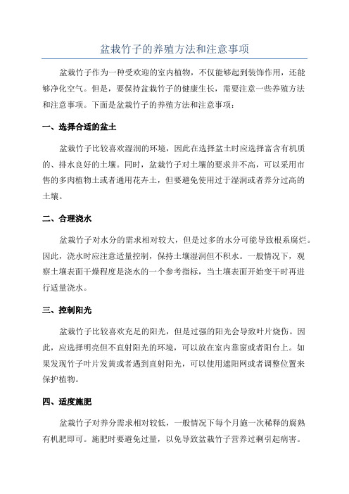 盆栽竹子的养殖方法和注意事项