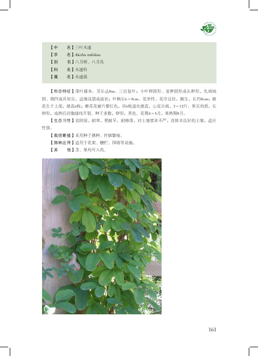 昆明园林植物绿化手册(攀援植物)