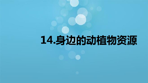 青岛版二年级科学上册14.《身边的动植物资源》