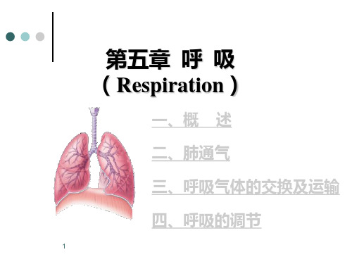 95第五章呼吸系统【Respiration】PPT课件