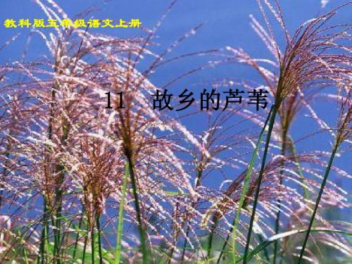 《故乡的芦苇》课件