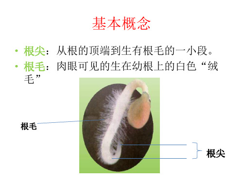 观察根尖结构