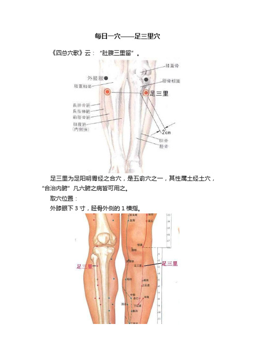 每日一穴——足三里穴