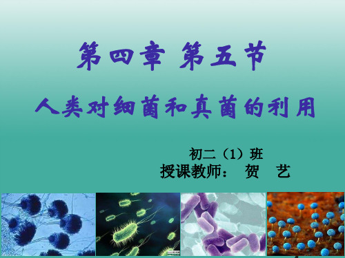 人教版初中生物八上4.5《人类对细菌和真菌的利用》 (共33张PPT)