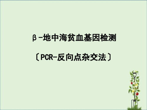 β-地中海贫血基因检测(PCR-反向点杂交法)