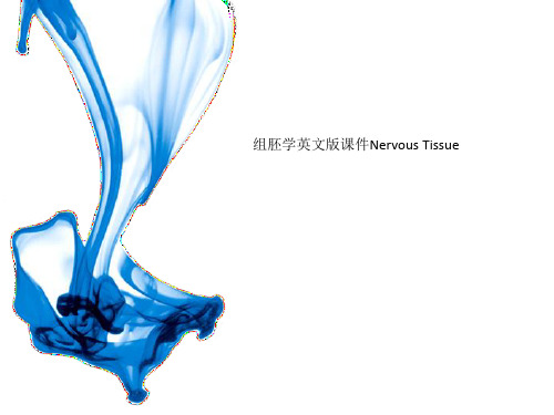 组胚学英文版课件Nervous Tissue