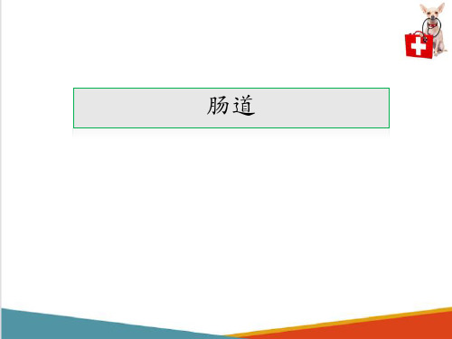 动物消化系统—消化系统组成(动物解剖生理课件)