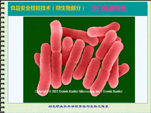 微生物部分沙门菌属Salmonella