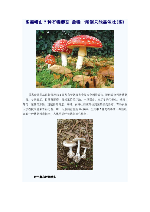 崂山旅游须知：崂山7种有毒蘑菇 最毒一闻倒只能靠催吐