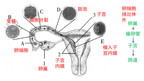 青春期课件人教版七年级生物下册